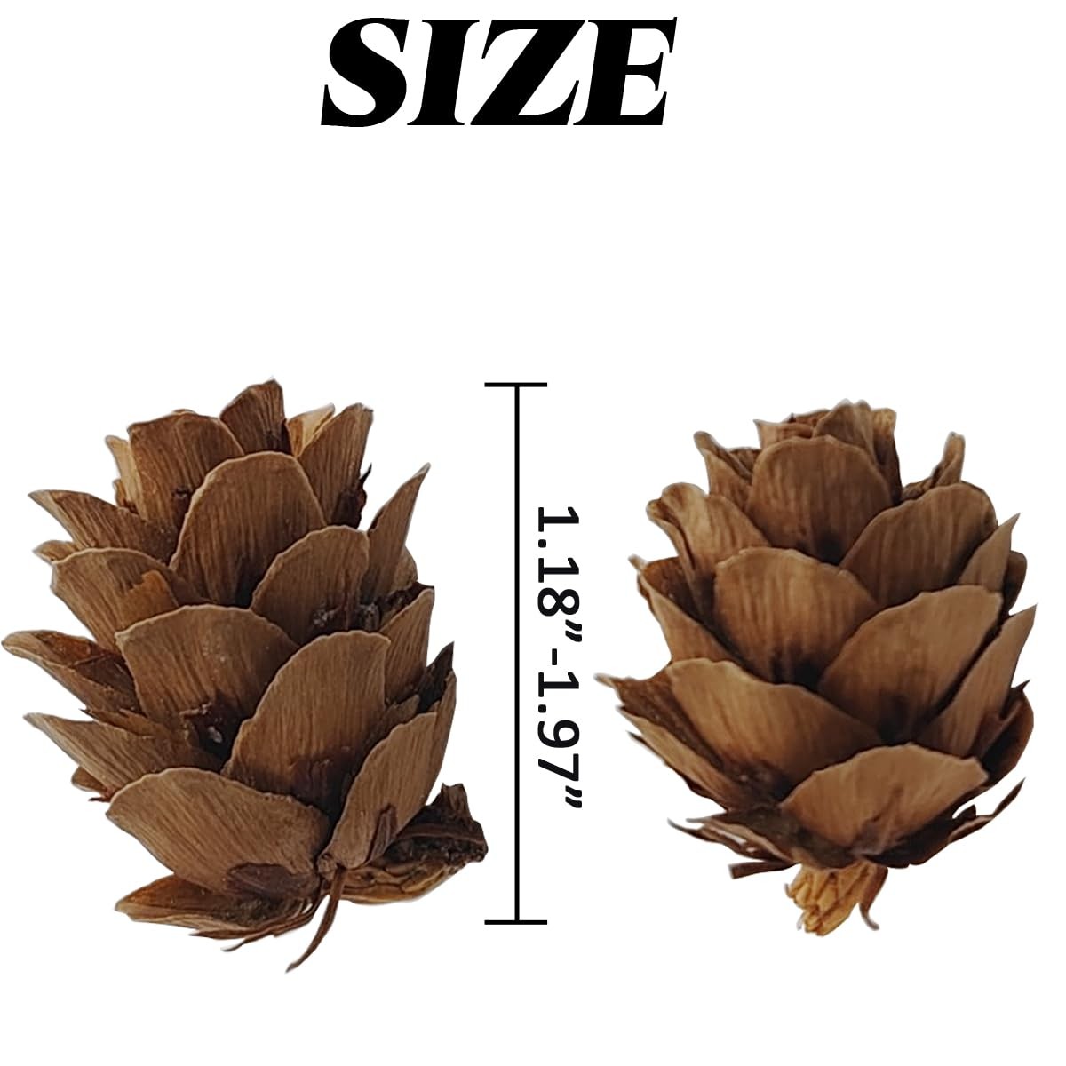 160 Pcs Natural Pine Cones Small Pinecones Ornaments Vase Filler for DIY Crafts