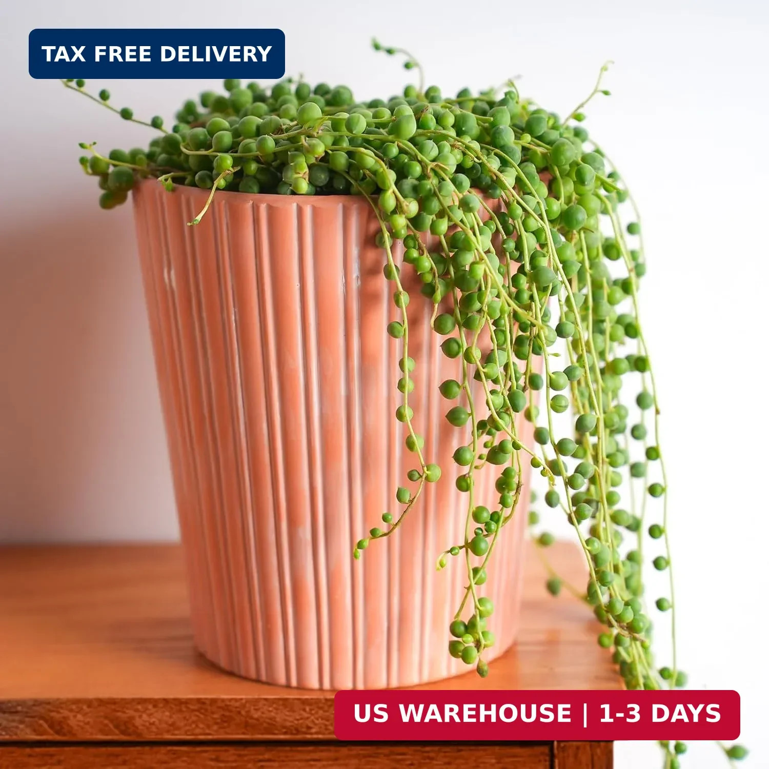 Sprout N Green 4″ String of Pearls, Live Trailing Succulent Fully Rooted in Pots