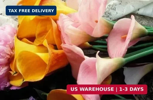 Mix Calla Lily Seeds, 150+ Pcs Mixed Color Perennial Zantedeschia Flower for Con
