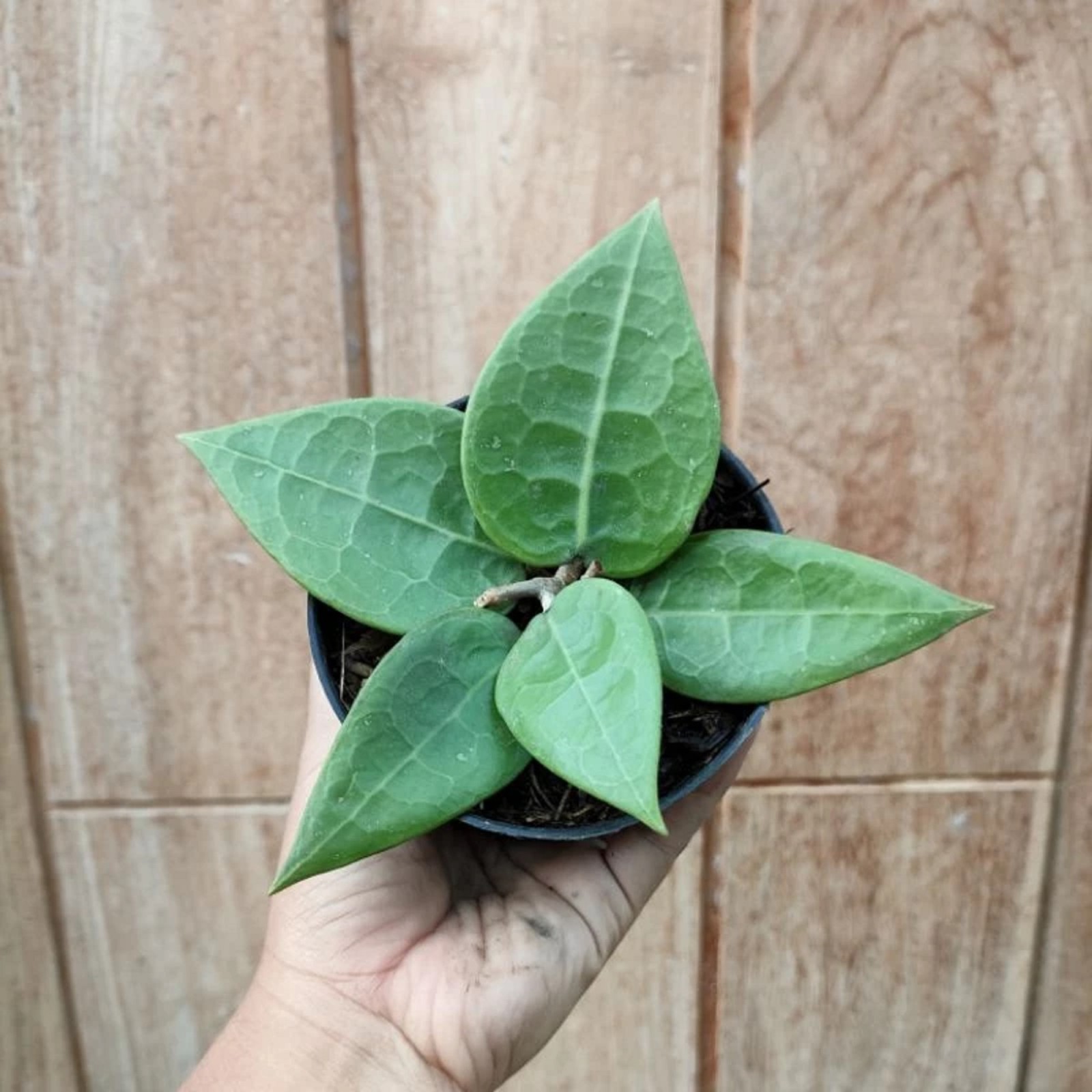 Rare Hoya Verticillata Live Plant Exotic Tropical Wax Plant Grow in pot