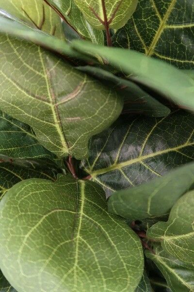 4’ Fiddle Leaf Fig Artificial Tree W/Natural Trunks Home Decor. Retail $140