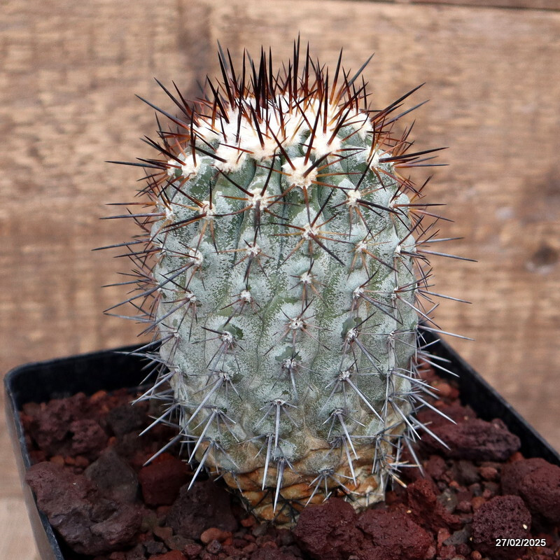 D3504 COPIAPOA HUMILIS EL COBRE pot14-H13-W7 cm MaMa Cactus