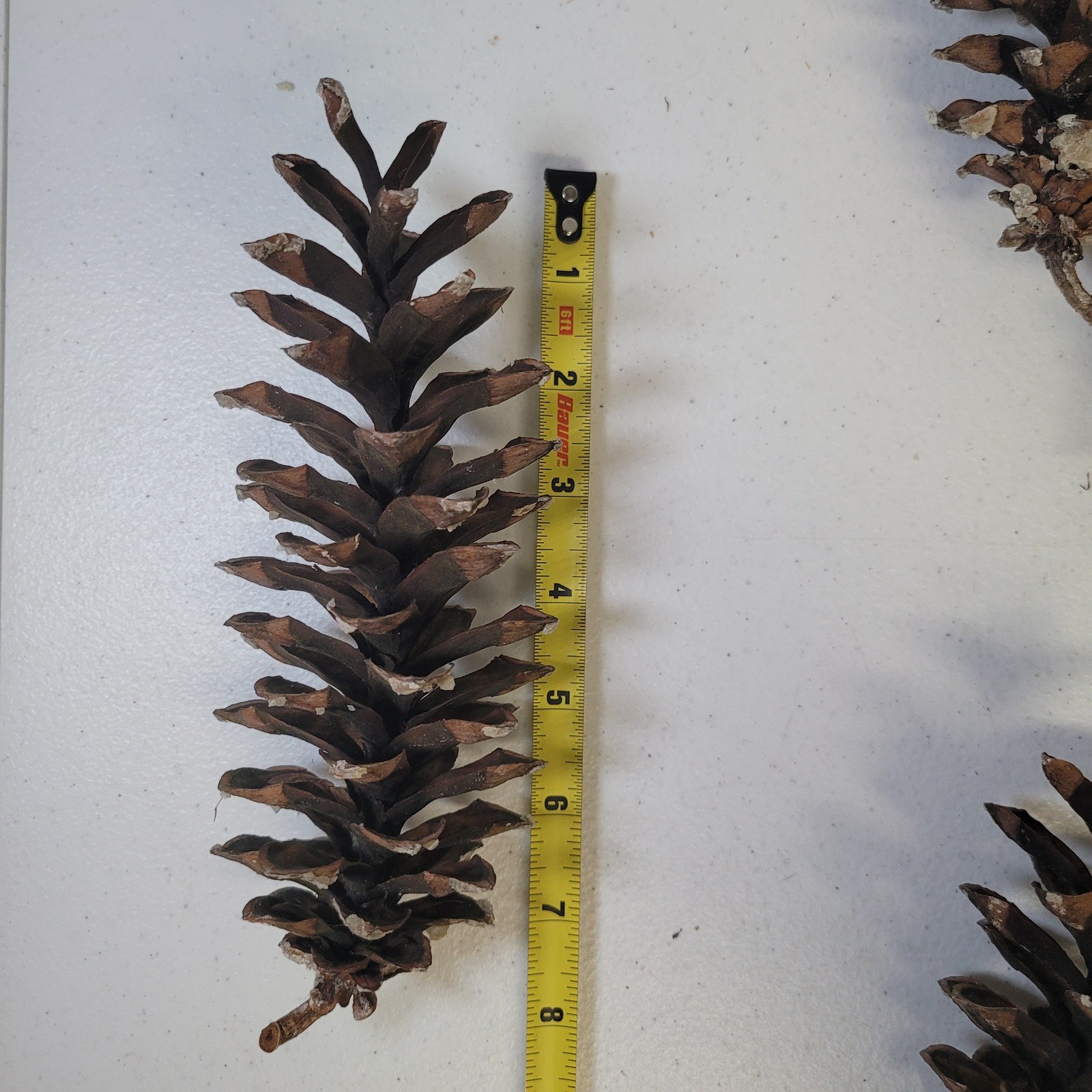 White Pine Cones Michigan 11 Upper Peninsula Tree Forest Crafts Decor Cabin Sap