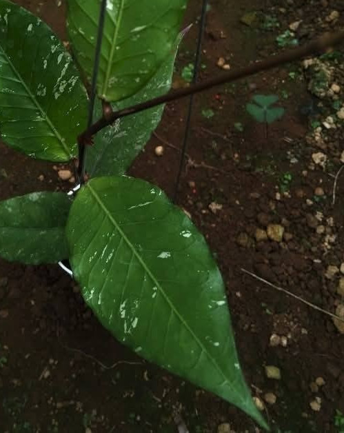Hoya Sp Aceh Rikit Musara Rare Tropical Wax Plant