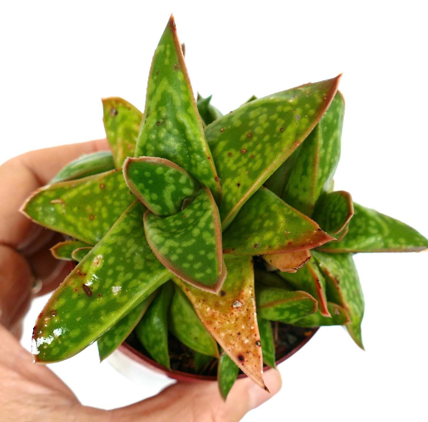 Gasteria cv MUMBA (ex Specks Nursery EXOTICA) full cluster XX8 –