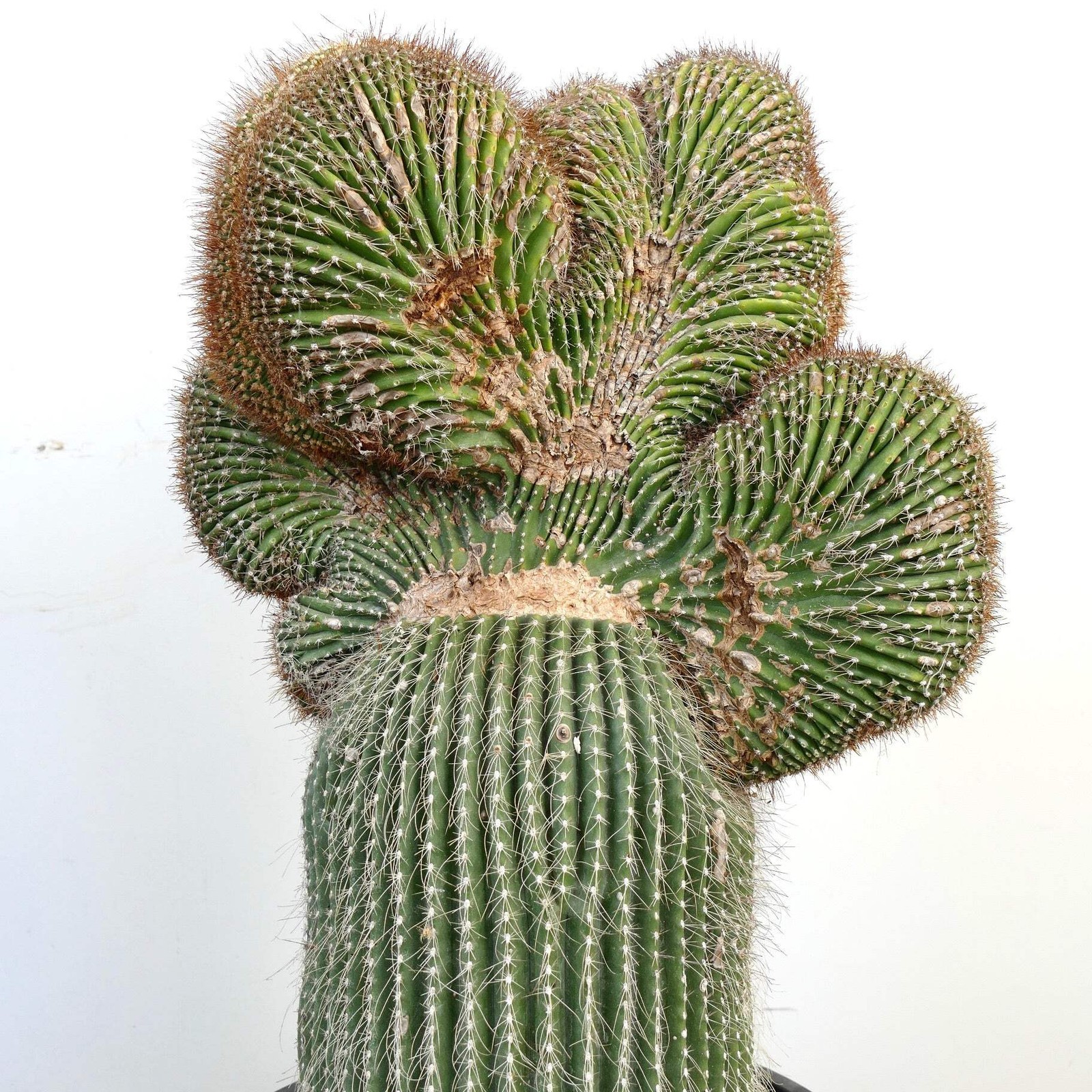 Carnegiea polylopha SAGUARO CRESTATO 66x38cm – Cardon | Elephant cactus