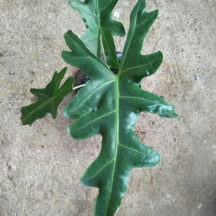 Alocasia Portei – Bundle 3 Plants 1 Leaf Each Live Plant Grow in Pot
