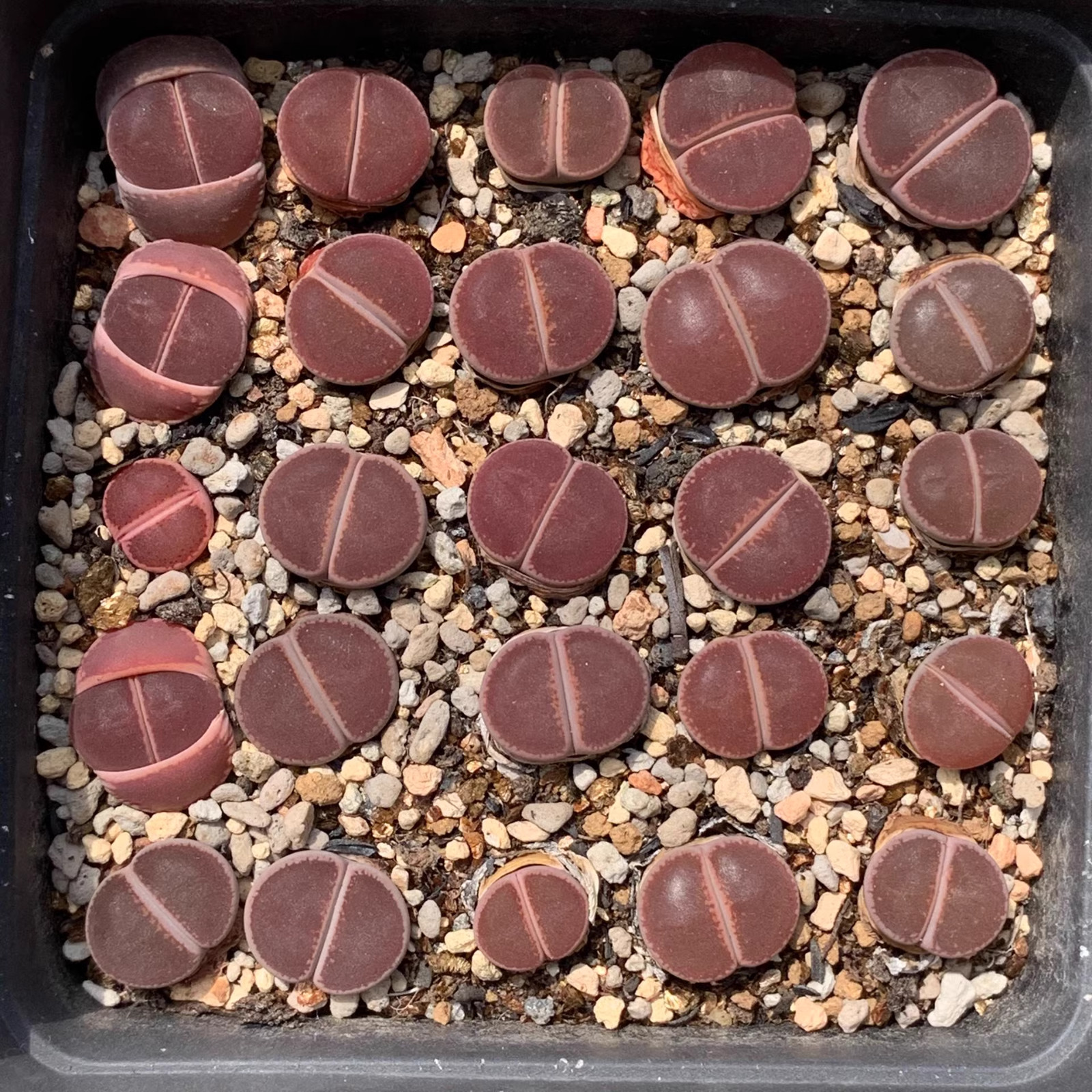 3pcs Lithops aucampiae “KO” All are full windows