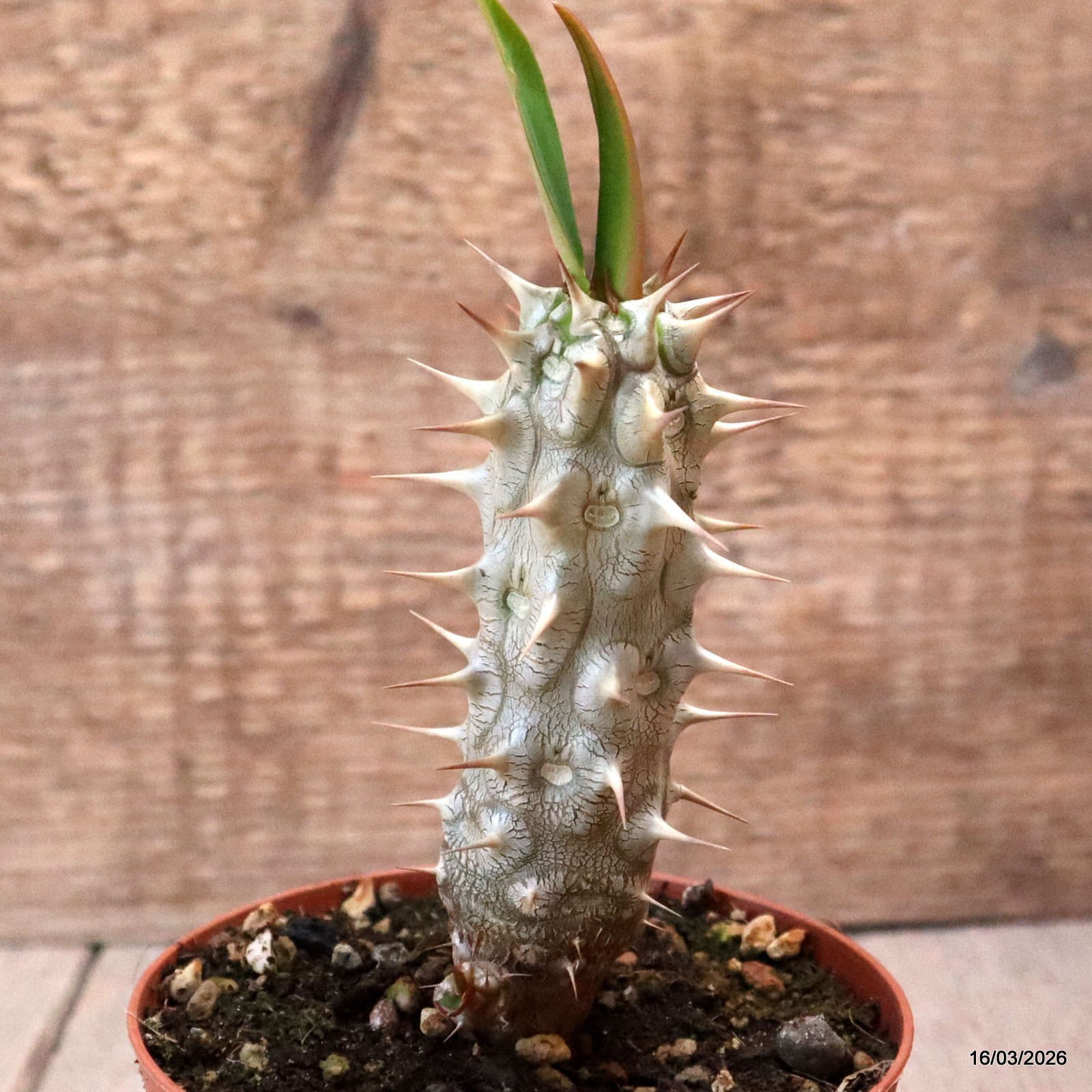 D8023 EUPHORBIA VULCANI pot10-H11-W4 cm MaMa Cactus