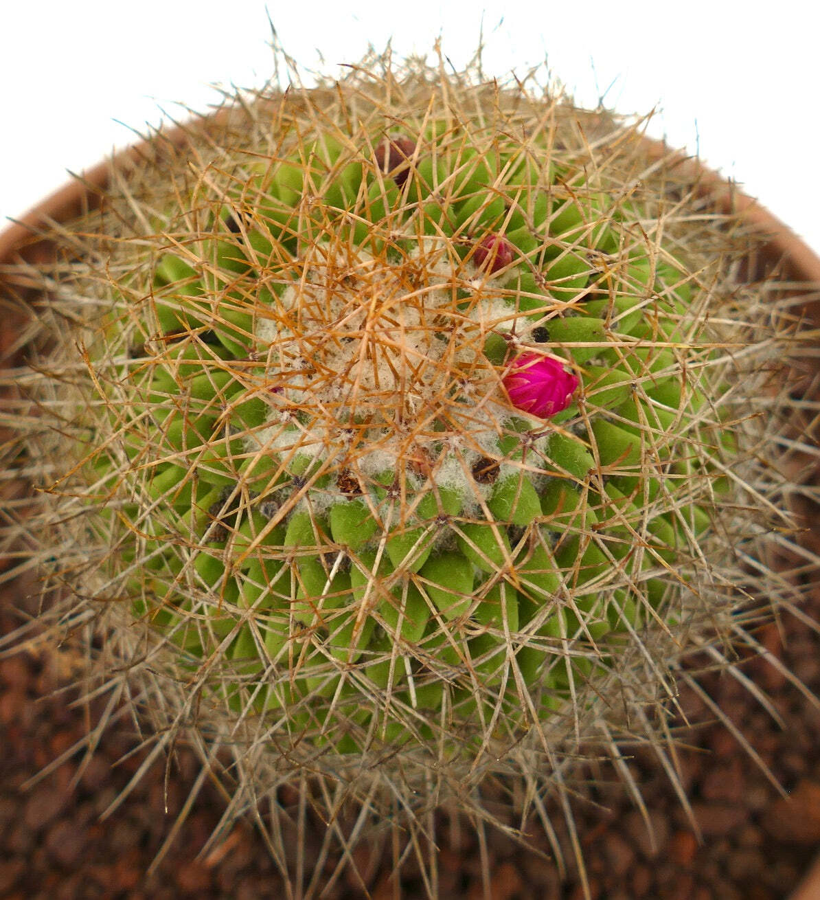 Mammillaria parkinsonii REP 2363 Pena Miller, Querétaro, Mexico –