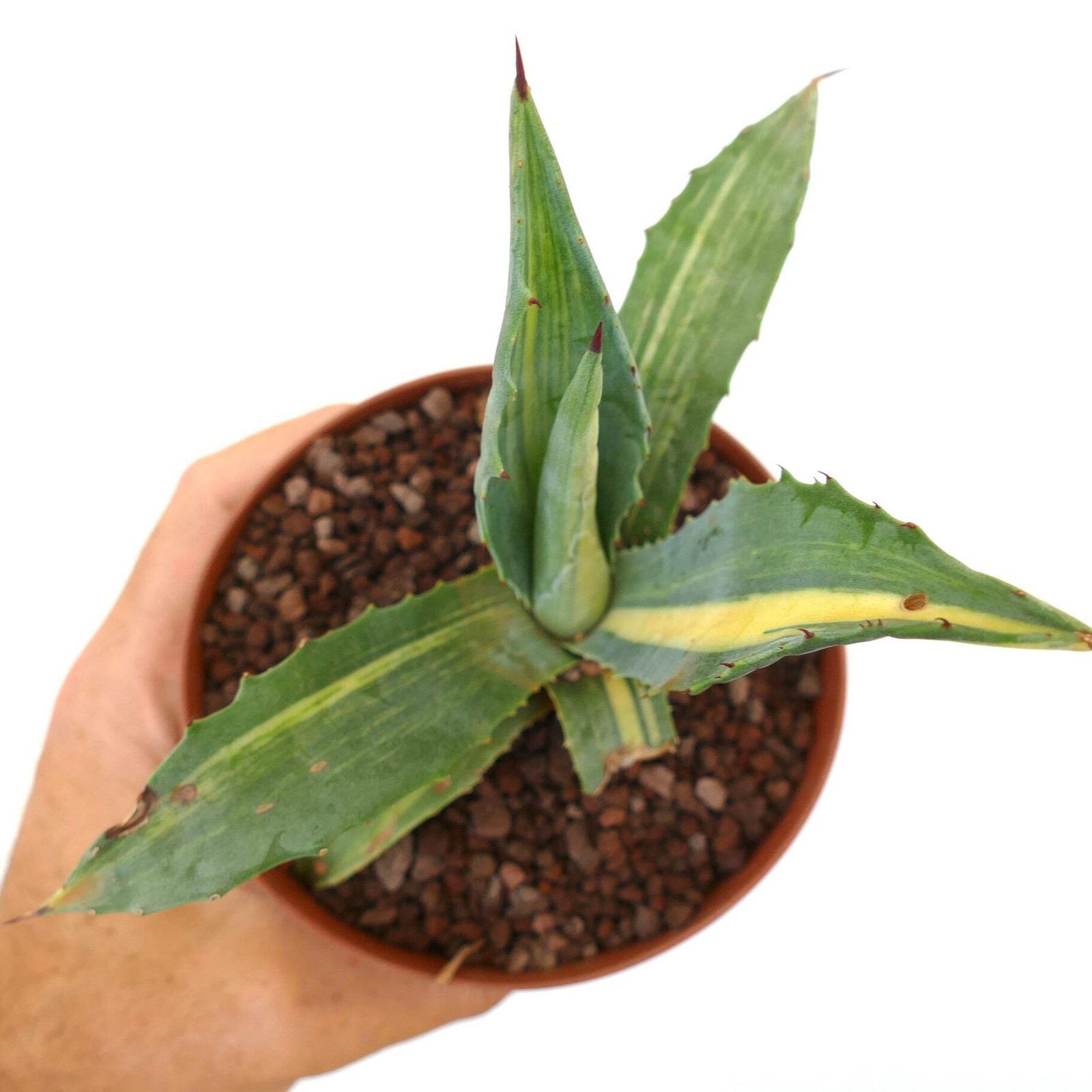 Agave americana STRIATA 55M – Century plant | American agave