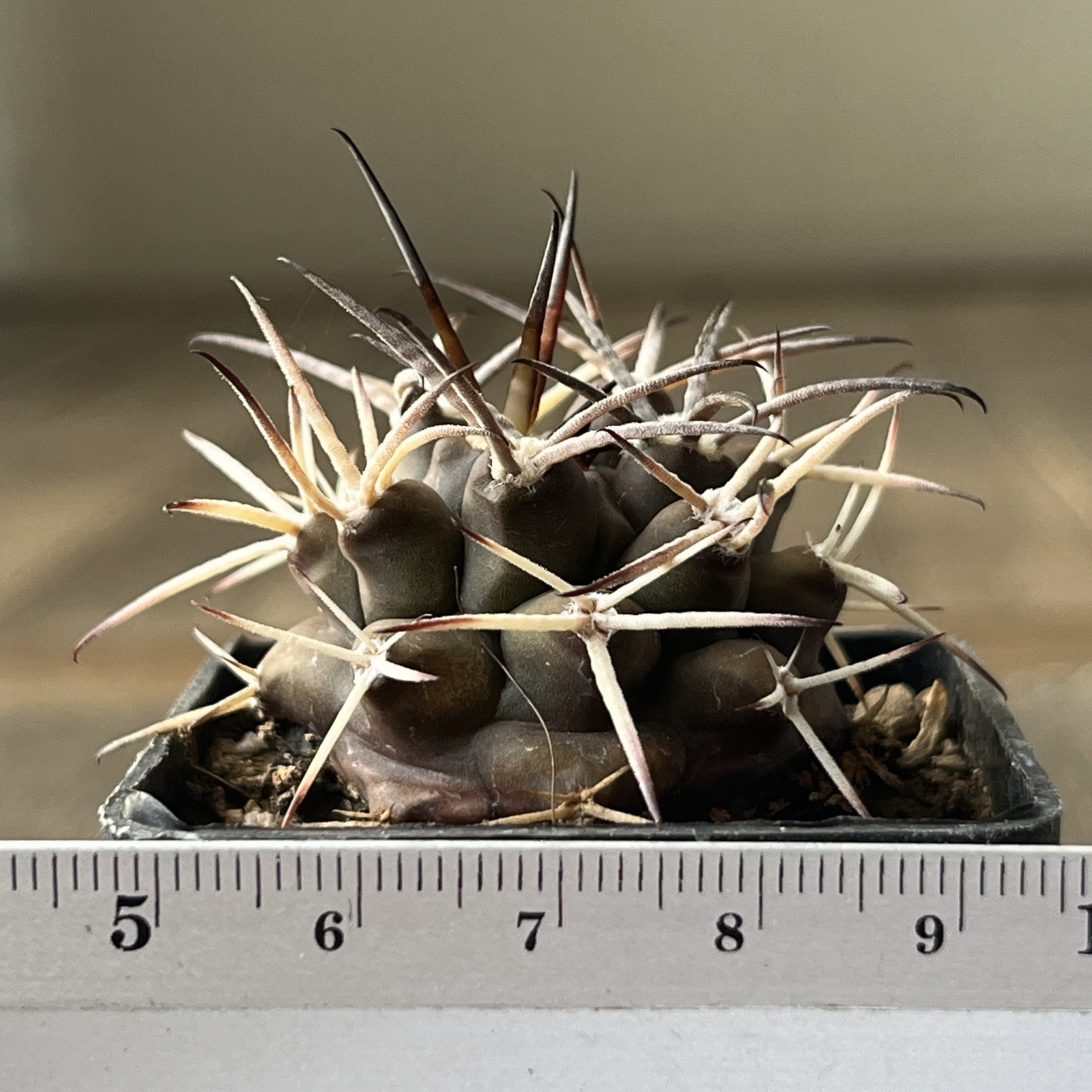 A37-996. G. delaetii, spine selection In 2 generation, own root