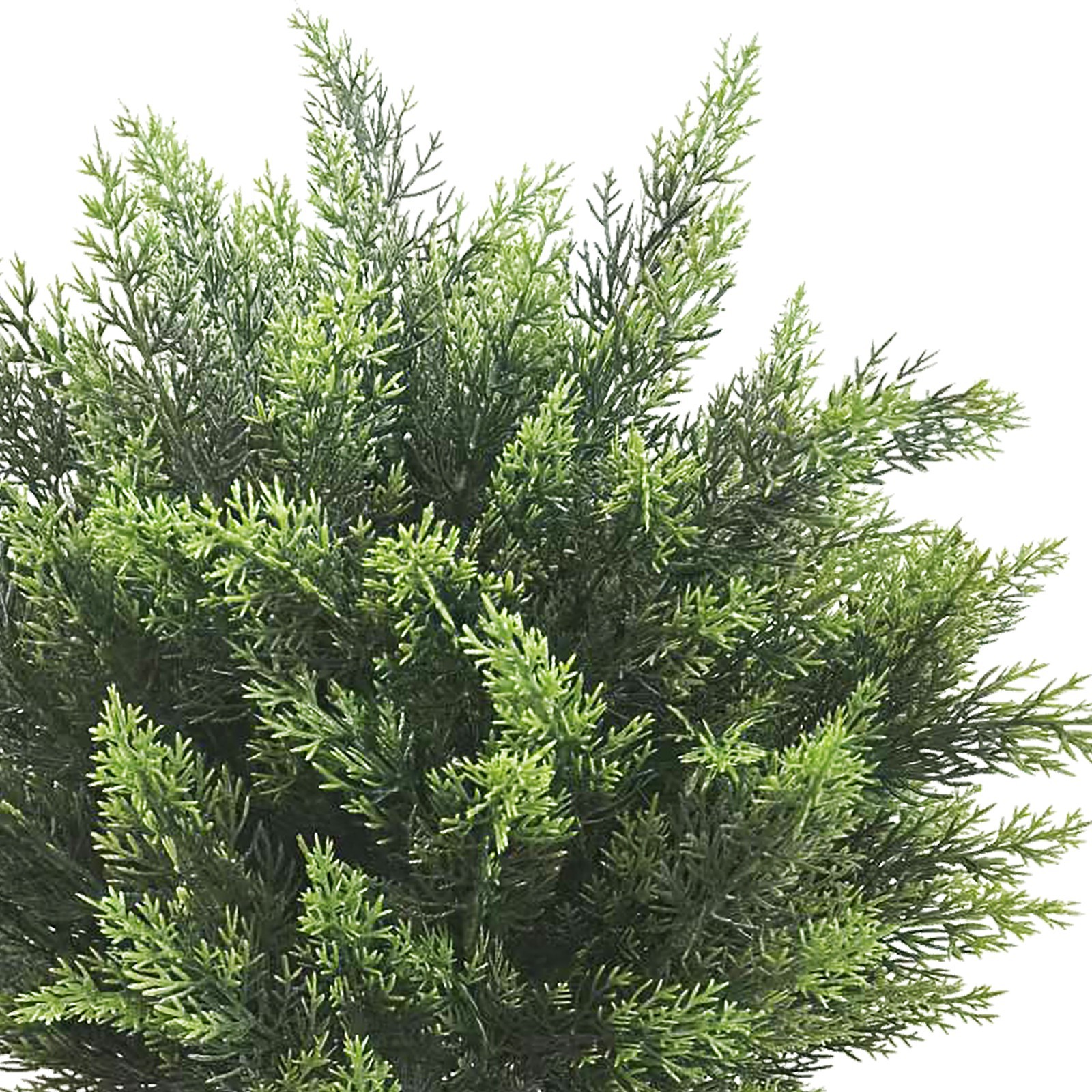 Lifelike 2Pcs50CM Artificial Cypress Plants with Ground Spike for Outdoor Garden