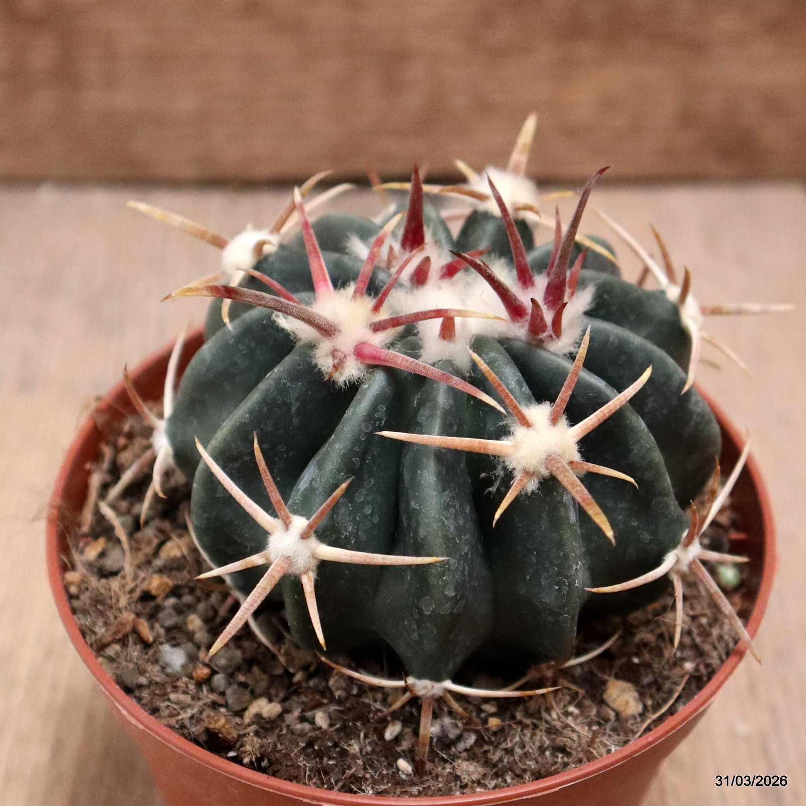 D8121 HOMALOCEPHALA TEXENSIS pot10-H6-W8 cm MaMa Cactus