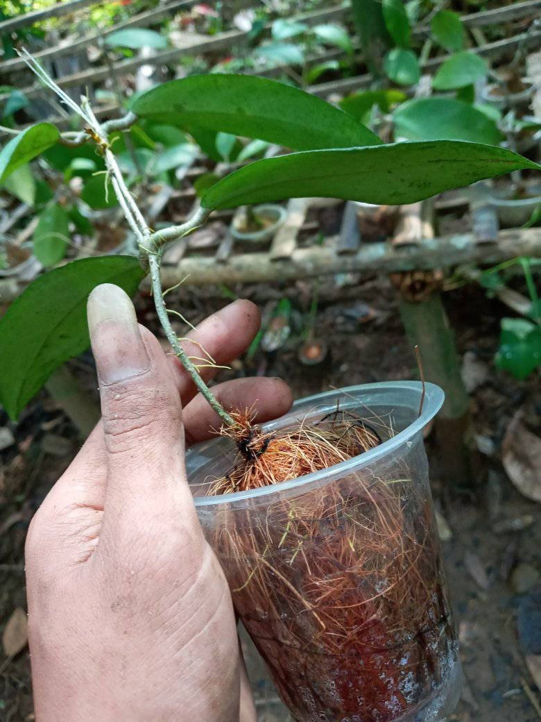 Hoya Uncinata Rare Tropical Wax Plant
