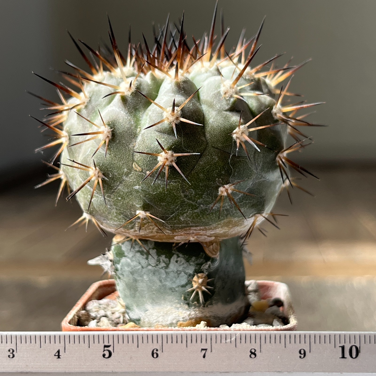 A28-1168 Copiapoa cinerea, HR1024, El Griton, Black spine, dark body, white coat