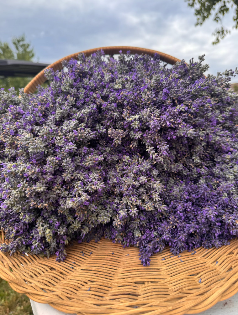 Dried Lavender Flowers Bundle Fragrant USA Farm Grown Wedding Decor Gift Bunch