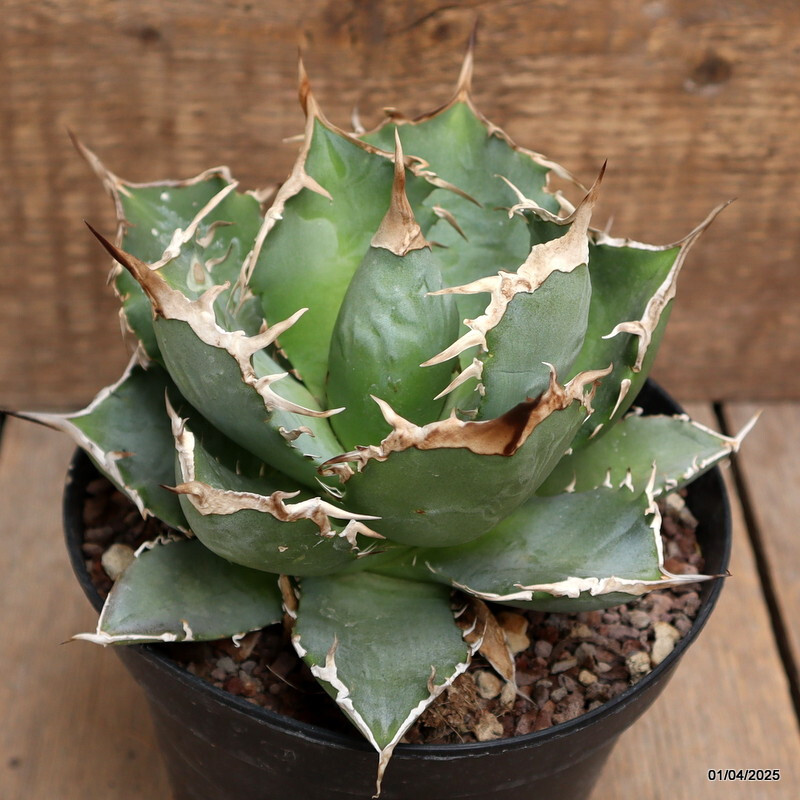 D119 AGAVE TITANOTA pot14-H11-W15 cm MaMa Cactus