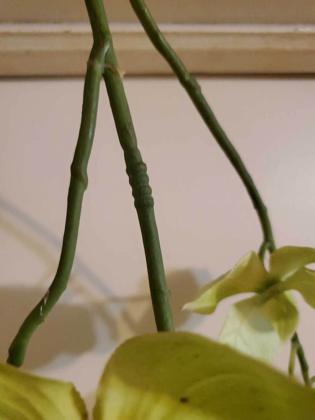 Orchid Stem Green Artificial Flowers Real Touch Plastic