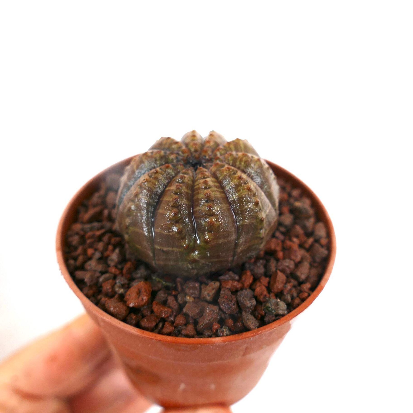 Euphorbia obesa BROWNISH BODY with extra RIB C182 – Basketball plant | Baseball