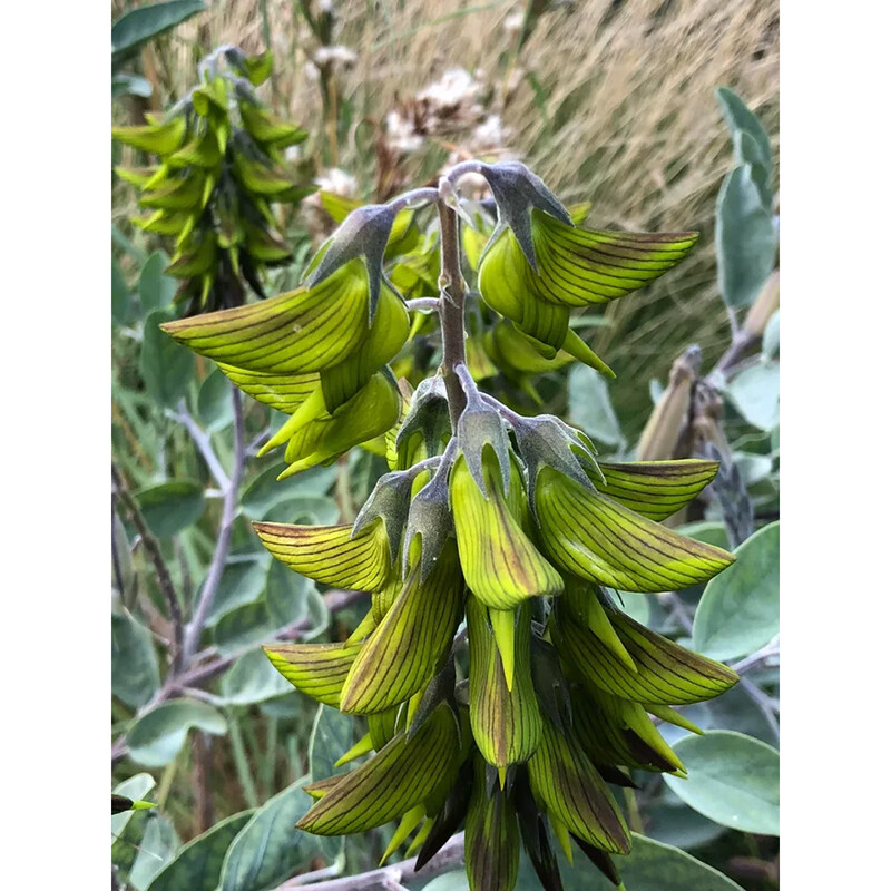 Regal Birdflower, 10 seeds Heirloom & OP seeds, non-GMO seeds