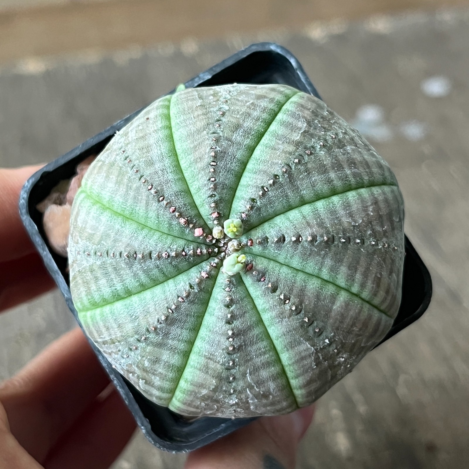 A42-2070 Euphorbia obesa pair M+F, own root