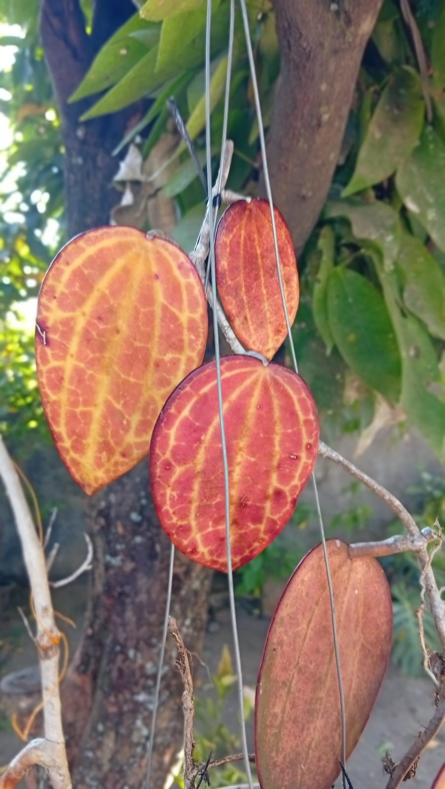 Real Picture Hoya Macrophylla Super Red Sp Borneo Rare Tropical Waxx Plant