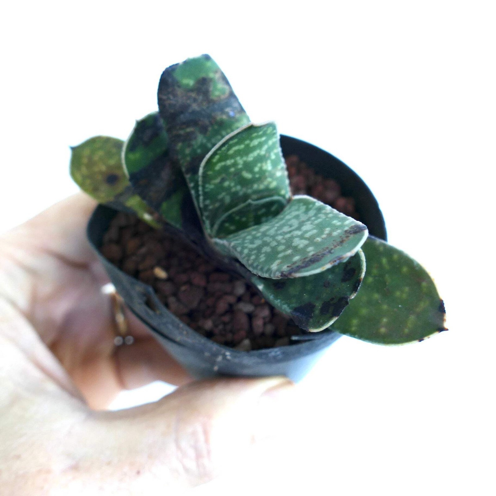 Gasteria bicolor SELECTED – Lawyer’s tongue | Ox tongue