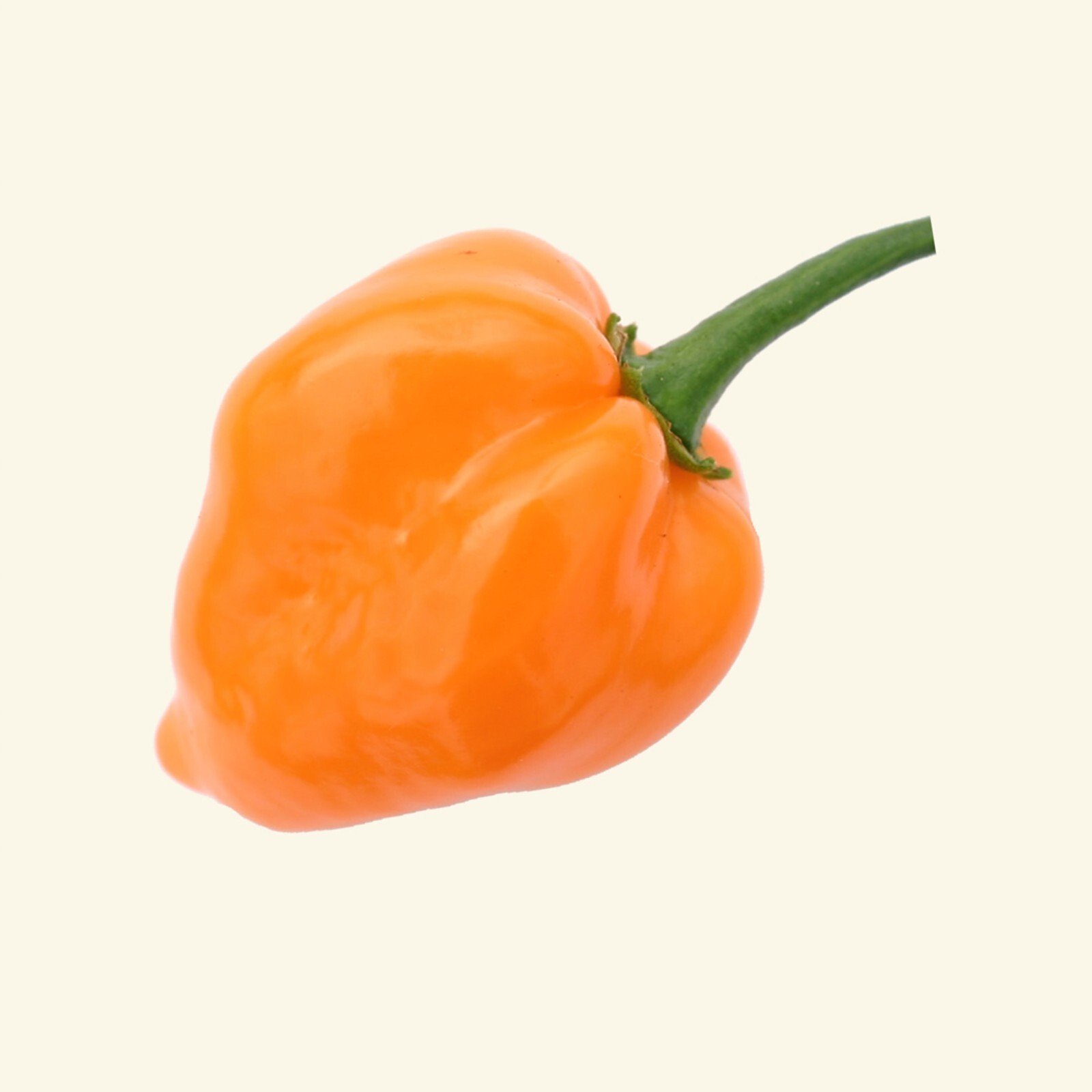 30 Habanero Orange Devil Seed Chili 100% Guaranteed