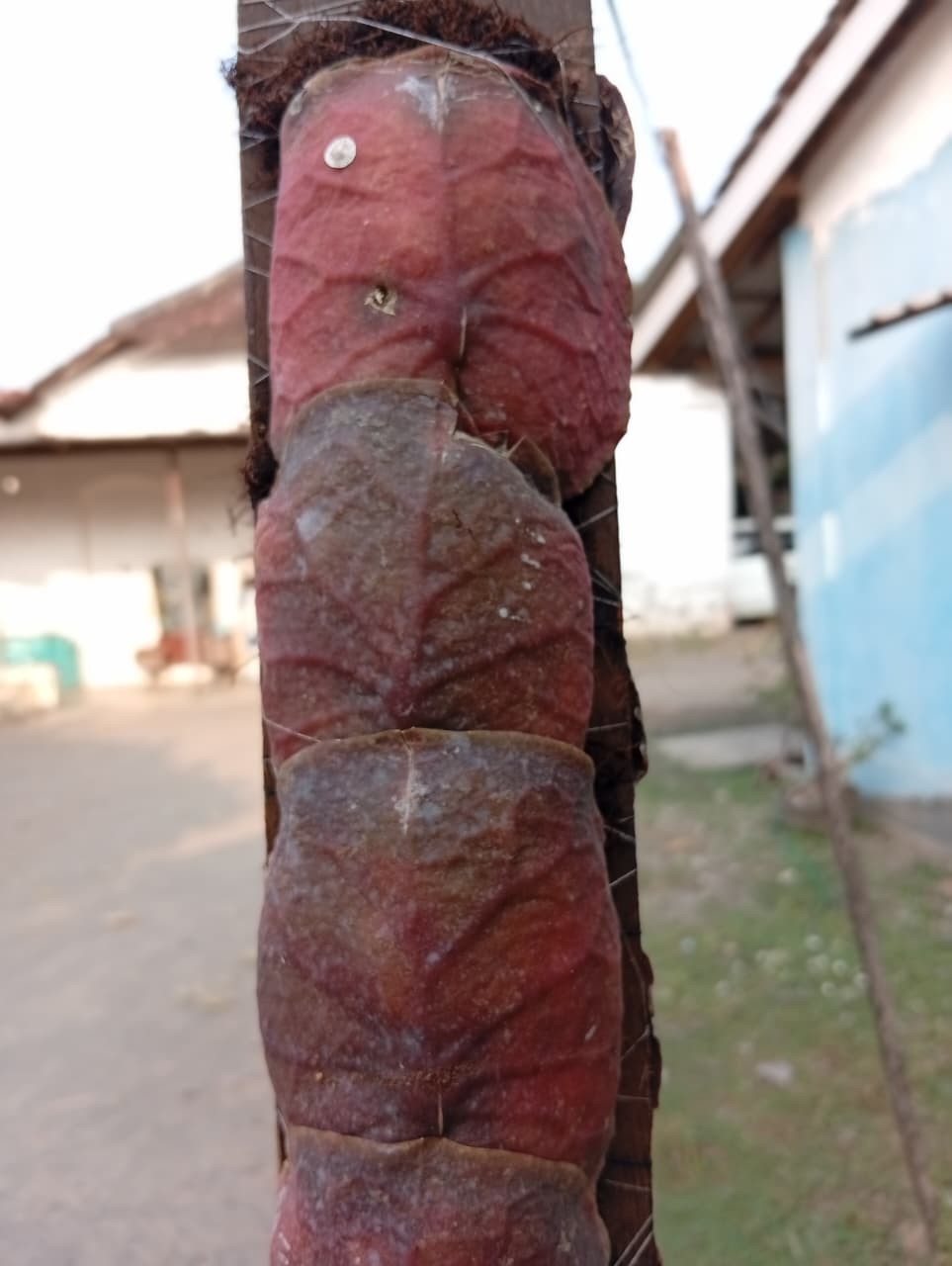 Real Picture Hoya Imbricata Super Red
