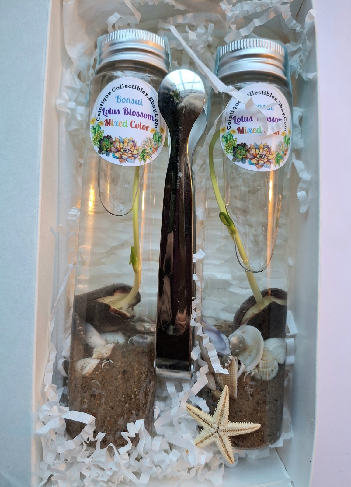 Bonsai / Bowl LOTUS Pre Sprouted Mixed Colors 6 In tube Started (2) Plants Tongs