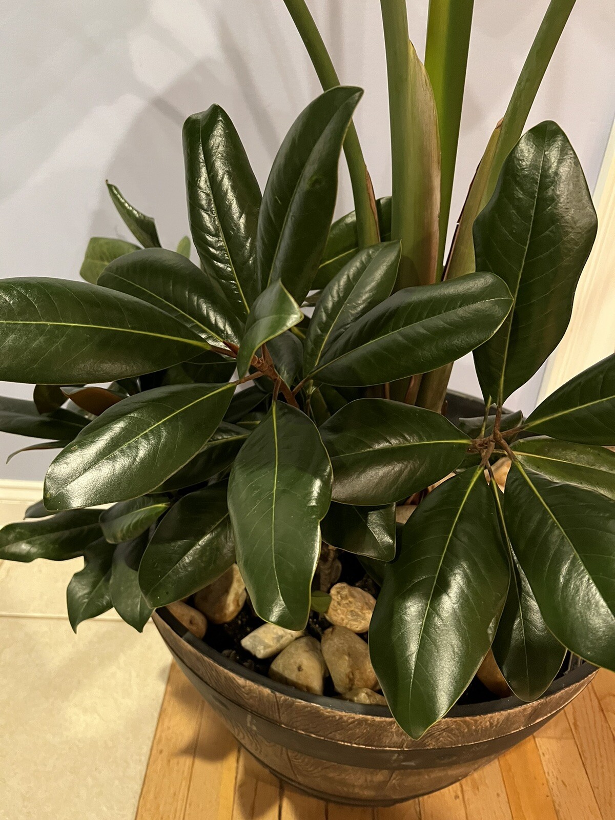 Fresh picked Magnolia Tree Branch Large Size. Approximately 20-30 Leaves