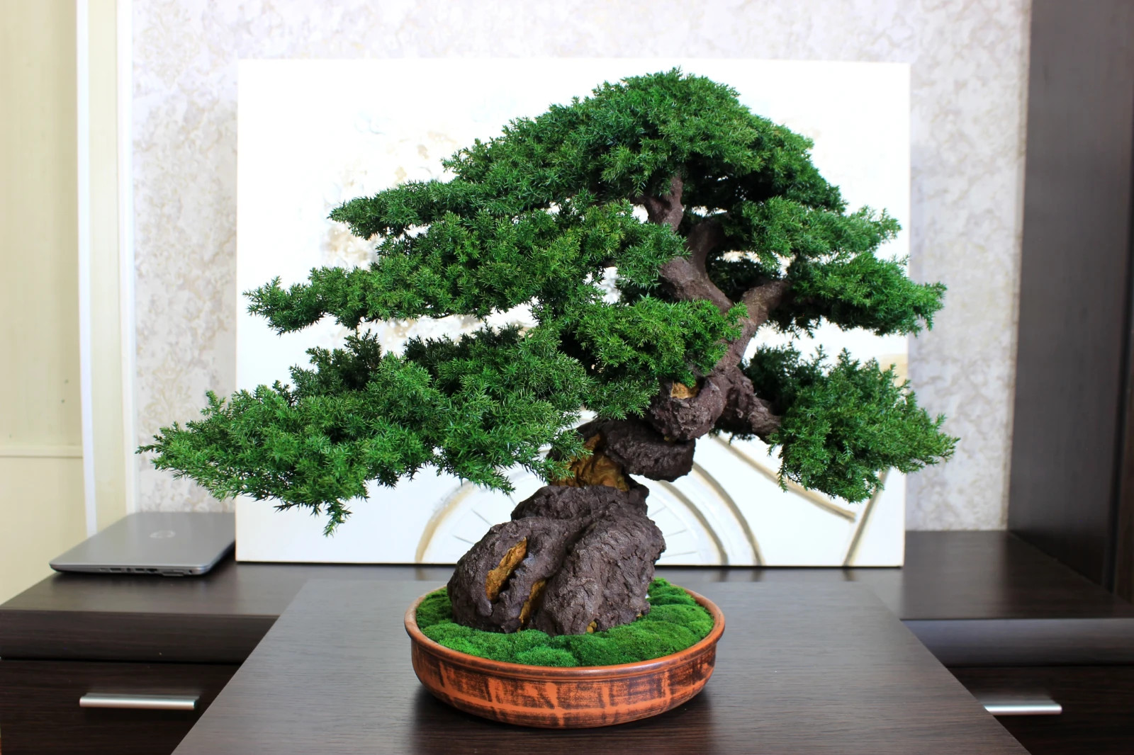 Artistic Preserved Bonsai Tree – Handmade Juniper Decor Sculpture. 49 cm / 19.3″