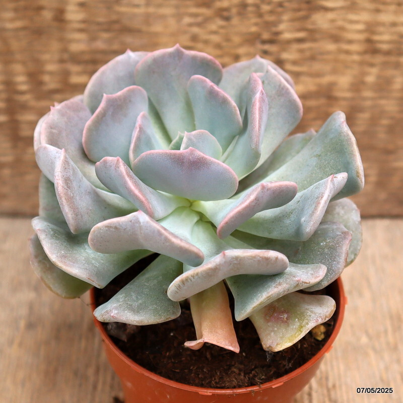 D3939 ECHEVERIA RUNYONII “TOPSY TURVY” pot8,5-H10-W12 cm MaMa Cactus