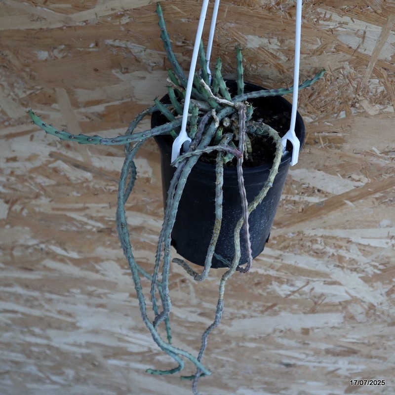 D5339 EUPHORBIA DEBILISPINA pot12-H35-W16 cm MaMa Cactus