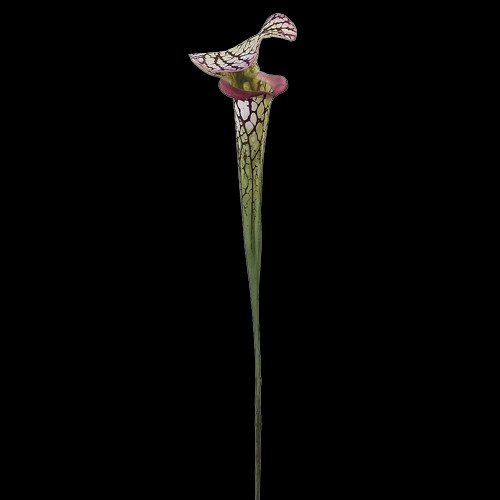 26″ Pitcher Plant Stem. Natural Touch