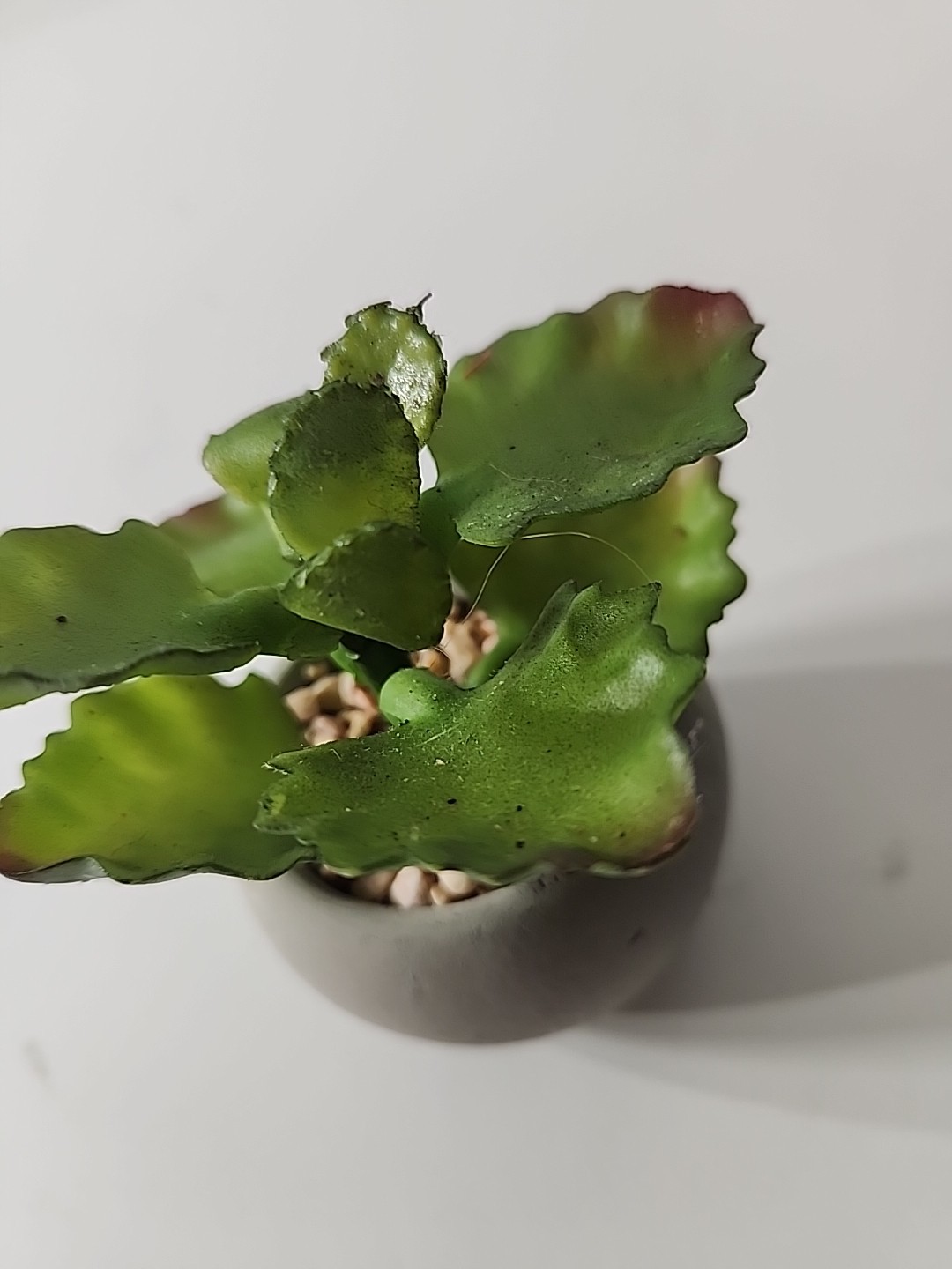 Tiny Articifial House Plant. 4 Inches Tall. Concrete Style Pot.