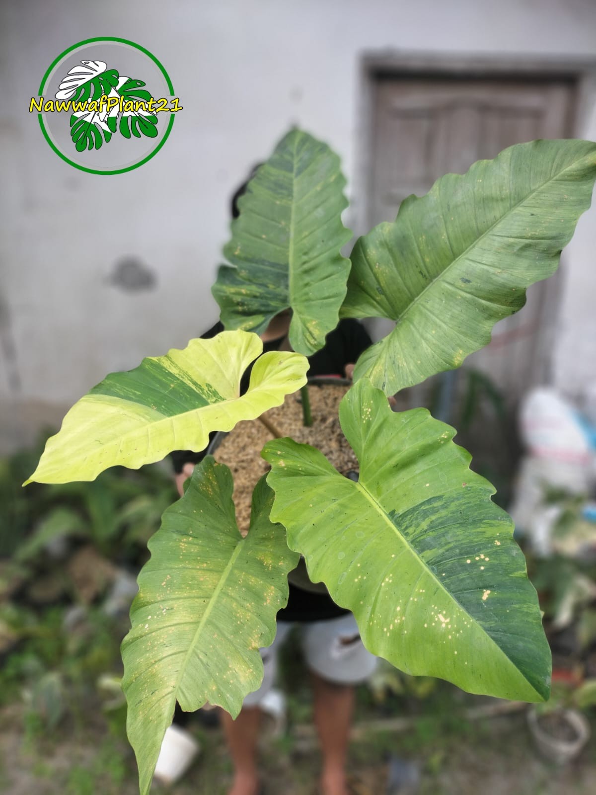 Philodendron Jungle Fiver Variegated Real Picture Big Size House Plant