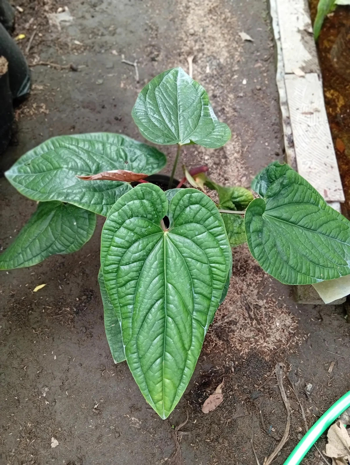 Real Picture Anthurium Radicans Medium Size