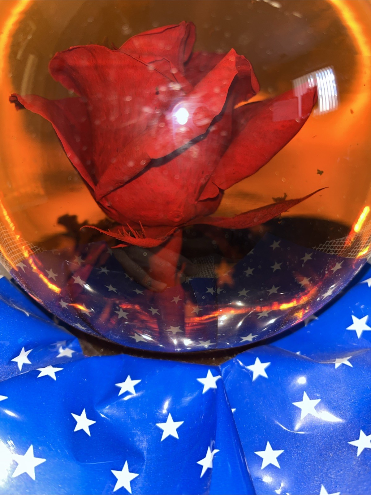 VTG Forever Rose in Water Glass Amber Globe Large Real Rose 6 1/2″ 4 lb 11 oz