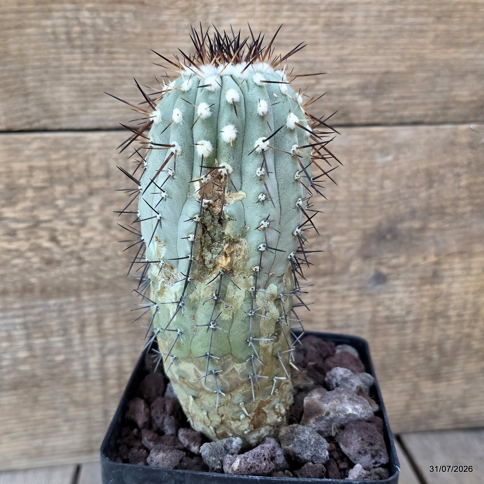 D3818 COPIAPOA CINEREA KK624 LAS BREAS pot12-H18-W7 cm MaMa Cactus