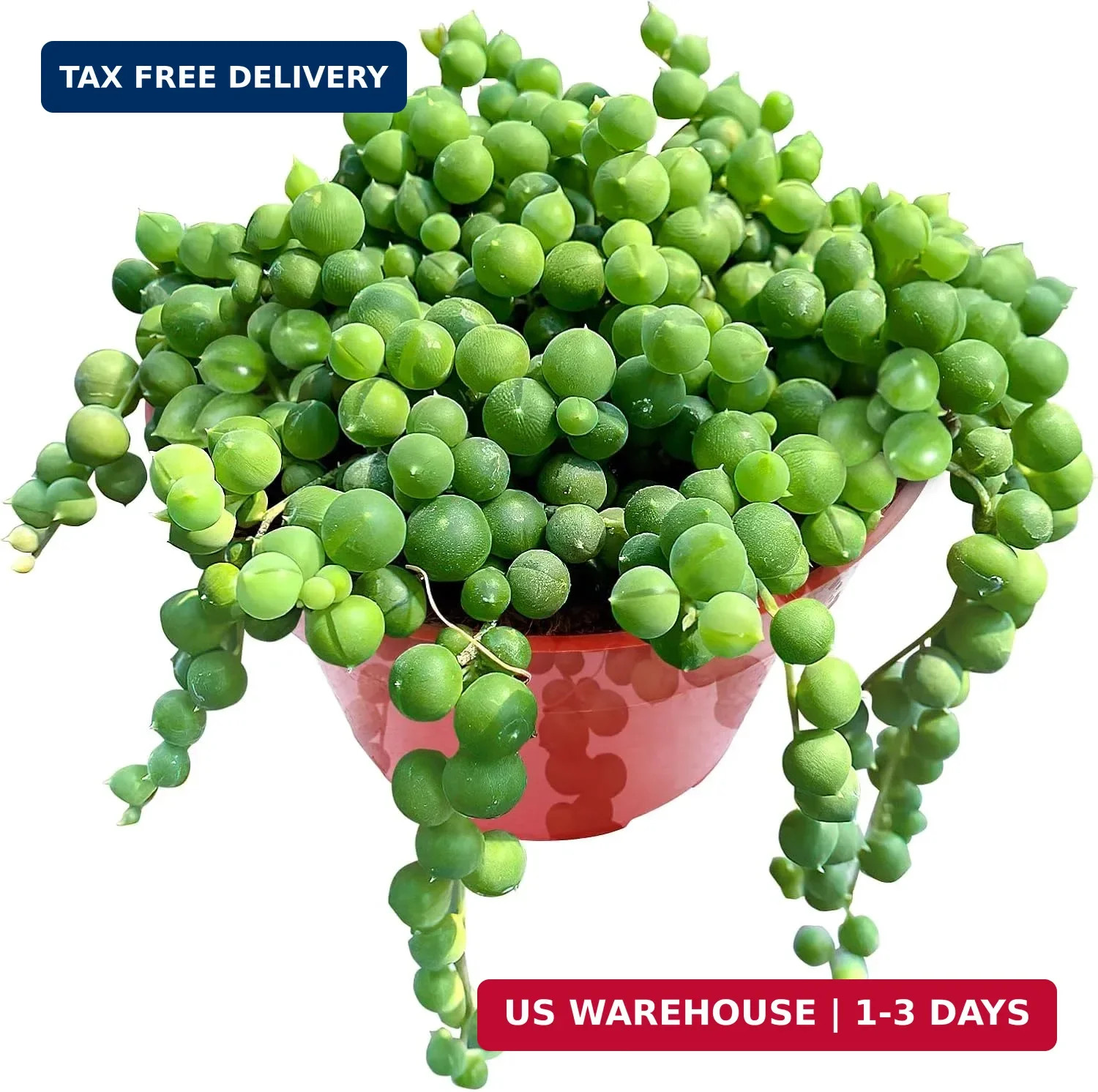 Sprout N Green 4″ String of Pearls, Live Trailing Succulent Fully Rooted in Pots