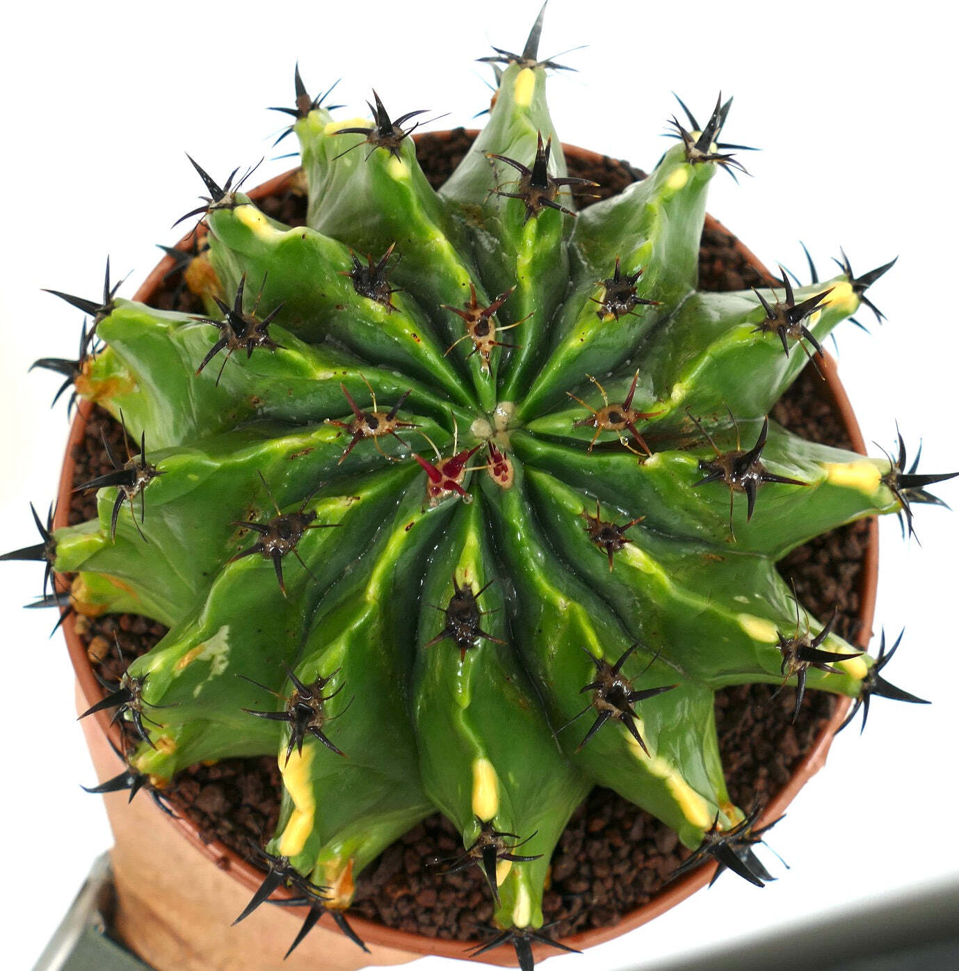 Ferocactus horridus var. brevispinus VARIEGATED BK9 –