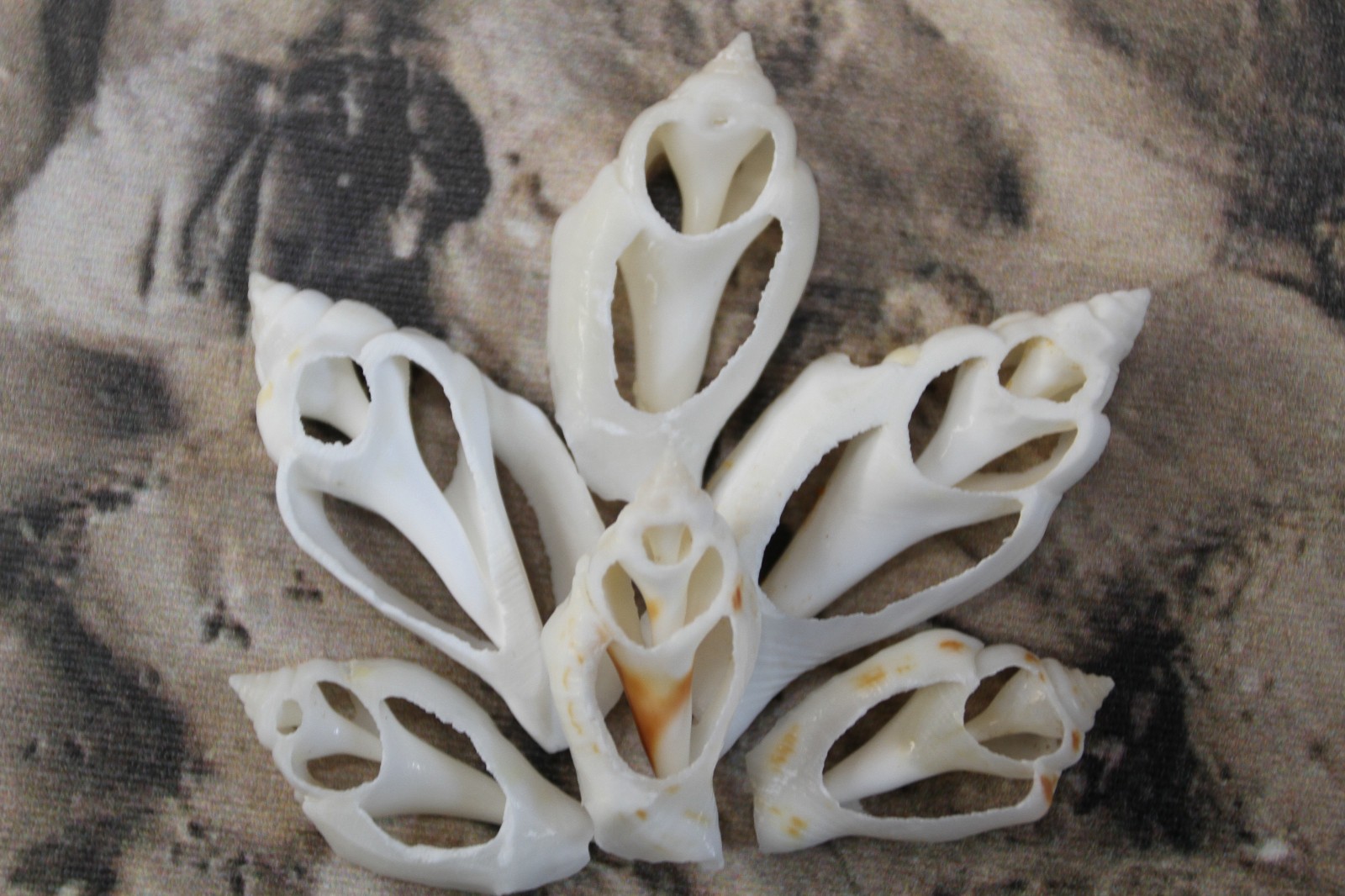 20-URCEUS,White Center Cut Seashells,Beach Wedding Decor,Floral Supply,CS-107