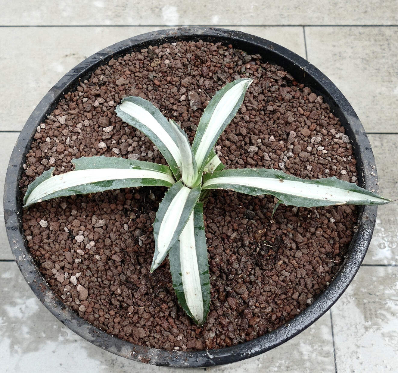 Agave americana MEDIOPICTA ALBA WHITE VARIEGATED 34cm – Century plant | American