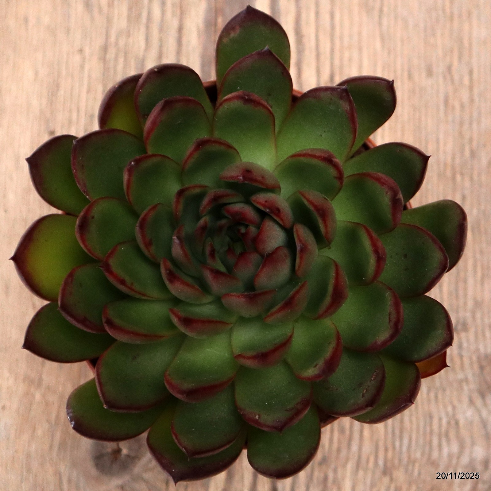 D7462 ECHEVERIA RED EDGE pot10-H7-W12 cm MaMa Cactus