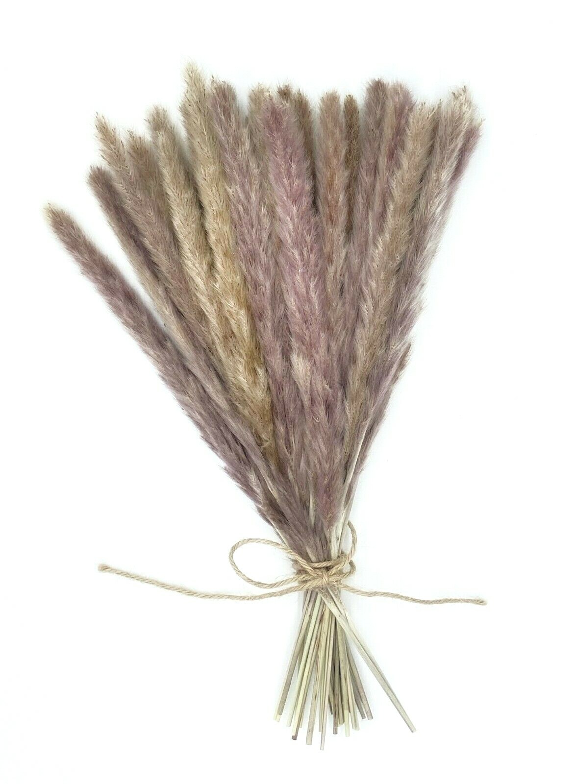Bryonia 30pcs Natual Dried Pampas Grass for Home Decor 17inch small Pampas grass