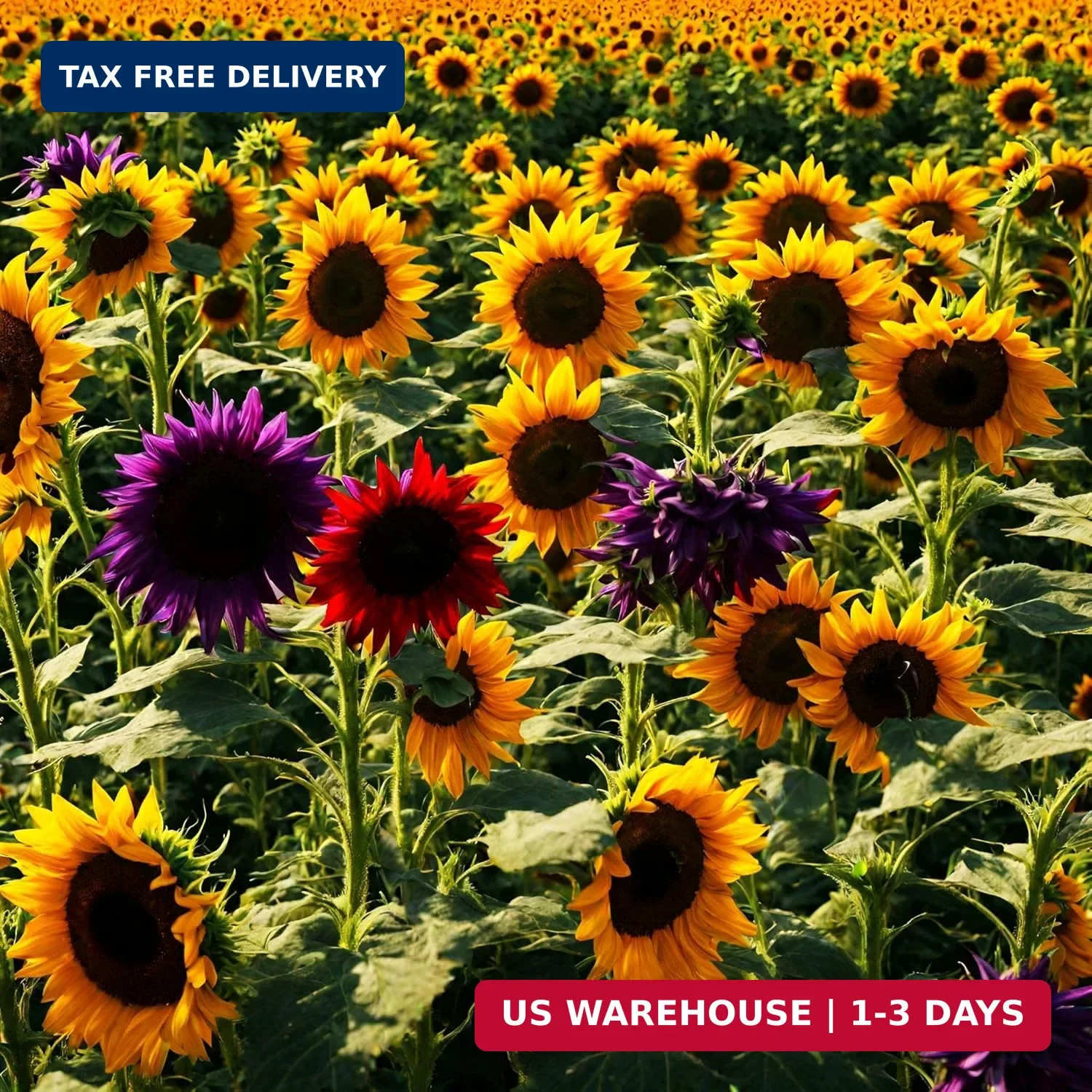 100 Pcs Multicolor Dwarf Variegated Sunflower Seeds Home Garden Decor Plant