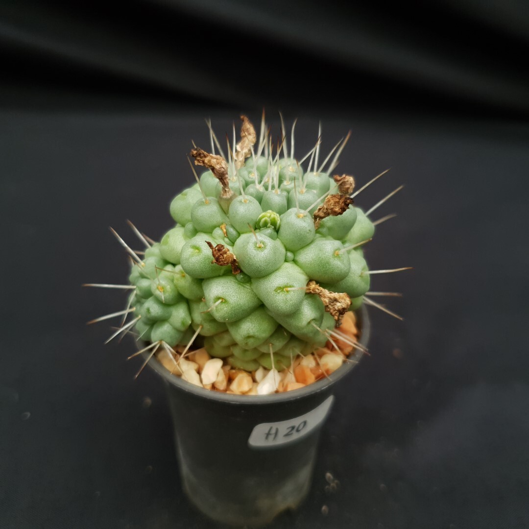 H20: Mammillaria schumannii