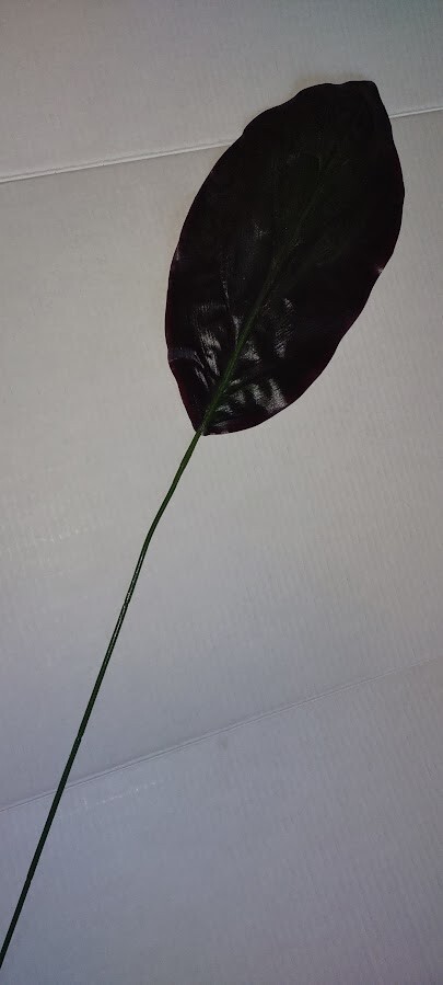 Wide cordyline leaves